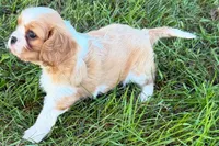 Earl, a male Cavalier King Charles Spaniel for sale in Sturgis, MI – 7 of 7