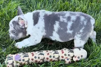 Jesse, a male Frenchton for sale in Sturgis, MI – 5 of 10