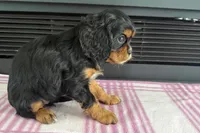 Morgan, a female Cavalier King Charles Spaniel for sale in Sturgis, MI – 4 of 7