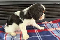 Mavey, a male Cavalier King Charles Spaniel for sale in Sturgis, MI – 6 of 10