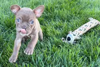 June , a female Frenchton for sale in Sturgis, MI – 7 of 10
