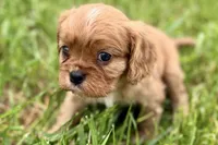 Aiden, a male Cavalier King Charles Spaniel for sale in Sturgis, MI – 5 of 10
