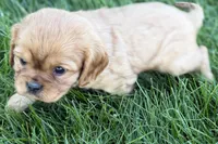 Mason, a male Cavalier King Charles Spaniel for sale in Sturgis, MI – Photo 7 of 10