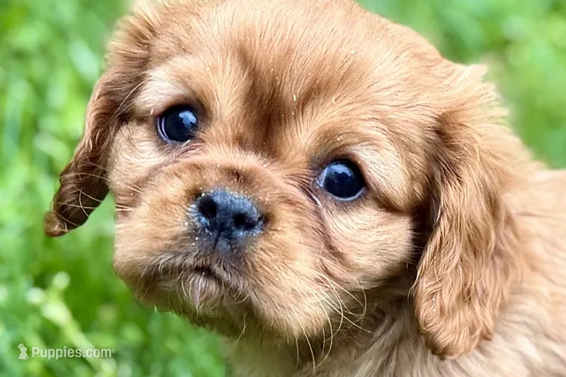 Mason – Cavalier King Charles Spaniel puppy for sale in Sturgis, MI