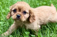 Muffin, a male Cavalier King Charles Spaniel for sale in Sturgis, MI – 8 of 10