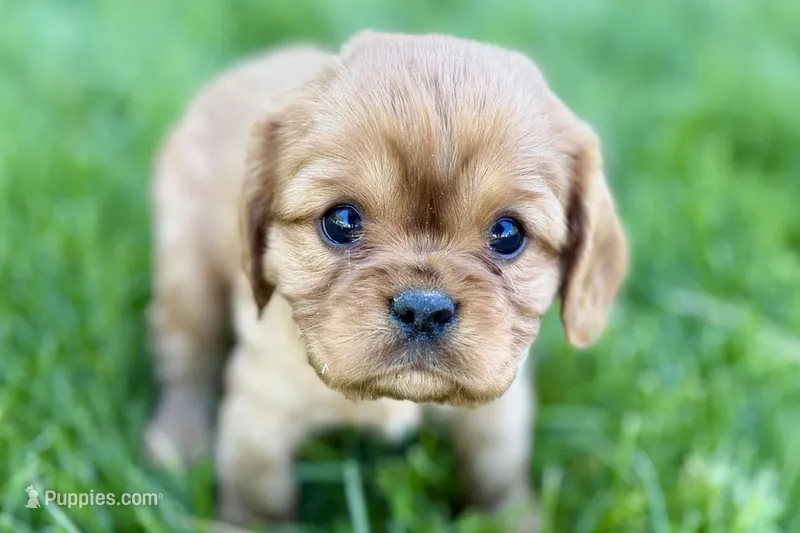 Mason – Cavalier King Charles Spaniel puppy for sale in Sturgis, MI