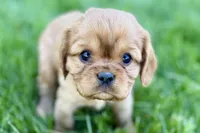 Mason, a male Cavalier King Charles Spaniel for sale in Sturgis, MI – Photo 1 of 10