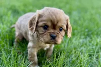Mason, a male Cavalier King Charles Spaniel for sale in Sturgis, MI – Photo 10 of 10