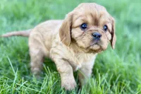 Mason, a male Cavalier King Charles Spaniel for sale in Sturgis, MI – Photo 4 of 10