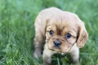 Mason, a male Cavalier King Charles Spaniel for sale in Sturgis, MI – Photo 2 of 10