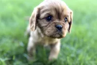 Mason, a male Cavalier King Charles Spaniel for sale in Sturgis, MI – Photo 9 of 10