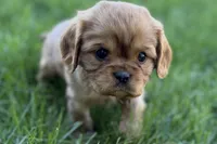 Mason, a male Cavalier King Charles Spaniel for sale in Sturgis, MI – Photo 3 of 10