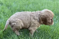 Mason, a male Cavalier King Charles Spaniel for sale in Sturgis, MI – Photo 8 of 10