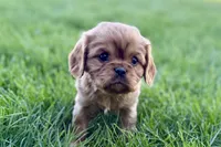 Mason, a male Cavalier King Charles Spaniel for sale in Sturgis, MI – Photo 5 of 10