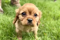 Muffin, a male Cavalier King Charles Spaniel for sale in Sturgis, MI – 10 of 10