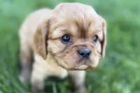 Mason, a male Cavalier King Charles Spaniel for sale in Sturgis, MI – Photo 6 of 10