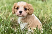 Ari , a female Cavalier King Charles Spaniel for sale in Sturgis, MI – 5 of 9