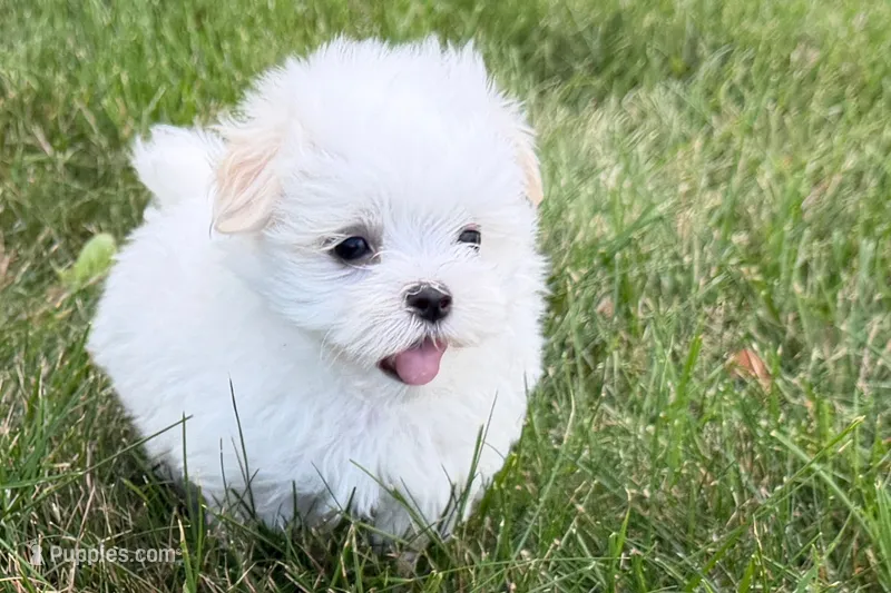 Oraon – Maltese puppy for sale in Sturgis, MI