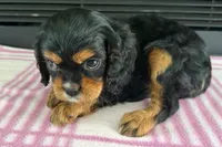 Morgan, a female Cavalier King Charles Spaniel for sale in Sturgis, MI – 3 of 7
