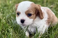 Hopper , a male Cavalier King Charles Spaniel for sale in Sturgis, MI – 6 of 10