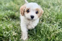 Finn, a male Cavalier King Charles Spaniel and Poodle - Miniature  for sale in Sturgis, MI – 8 of 10