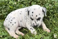 Lavida , a female Dalmatian for sale in Sturgis, MI – 3 of 10