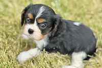 Iris , a female Cavalier King Charles Spaniel for sale in Sturgis, MI – 9 of 9
