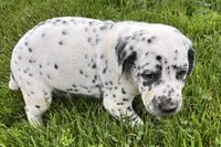 Larry, a male Dalmatian for sale in Sturgis, MI – 10 of 10