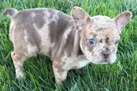 Jake, a male Frenchton for sale in Sturgis, MI – 8 of 10