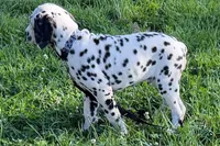 Lamar, a male Dalmatian for sale in Sturgis, MI – 8 of 9