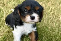 Isaac, a male Cavalier King Charles Spaniel for sale in Sturgis, MI – 1 of 10