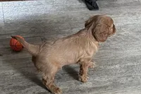 Oakley, a male Cavalier King Charles Spaniel for sale in Sturgis, MI – Photo 4 of 9