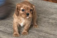 Oakley, a male Cavalier King Charles Spaniel for sale in Sturgis, MI – Photo 2 of 9