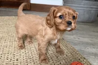 Oakley, a male Cavalier King Charles Spaniel for sale in Sturgis, MI – Photo 1 of 9