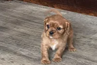 Oakley, a male Cavalier King Charles Spaniel for sale in Sturgis, MI – Photo 3 of 9