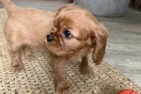 Oakley, a male Cavalier King Charles Spaniel for sale in Sturgis, MI – Photo 6 of 9