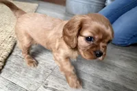 Oakley, a male Cavalier King Charles Spaniel for sale in Sturgis, MI – Photo 9 of 9