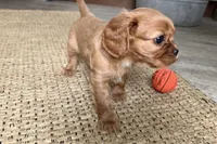 Oakley, a male Cavalier King Charles Spaniel for sale in Sturgis, MI – Photo 8 of 9