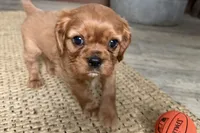 Oakley, a male Cavalier King Charles Spaniel for sale in Sturgis, MI – Photo 7 of 9