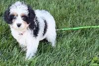 North, a male Cavapoo for sale in Sturgis, MI – 8 of 10
