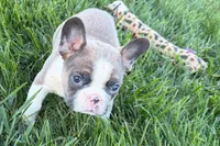 Job, a male Frenchton for sale in Sturgis, MI – 5 of 10