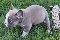 Job, a male Frenchton for sale in Sturgis, MI – 9 of 10