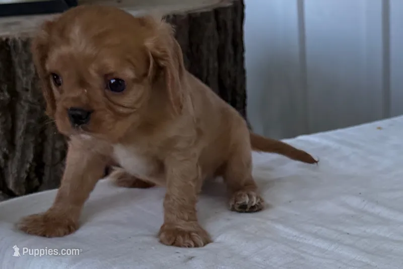 Sterling  – Cavalier King Charles Spaniel puppy for sale in Sturgis, MI