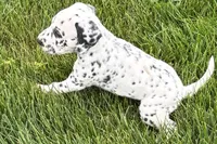 Levi, a male Dalmatian for sale in Sturgis, MI – 3 of 8