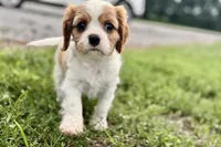 Valor, a female Cavalier King Charles Spaniel for sale in Sturgis, MI – 10 of 10