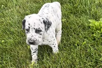 Larry, a male Dalmatian for sale in Sturgis, MI – 3 of 10