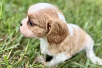 Ari , a female Cavalier King Charles Spaniel for sale in Sturgis, MI – 8 of 9