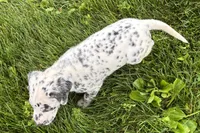 Leo, a male Dalmatian for sale in Sturgis, MI – 5 of 8