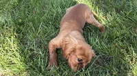 Mars, a male Cavalier King Charles Spaniel for sale in Sturgis, MI – 6 of 10