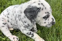 Leo, a male Dalmatian for sale in Sturgis, MI – 7 of 8